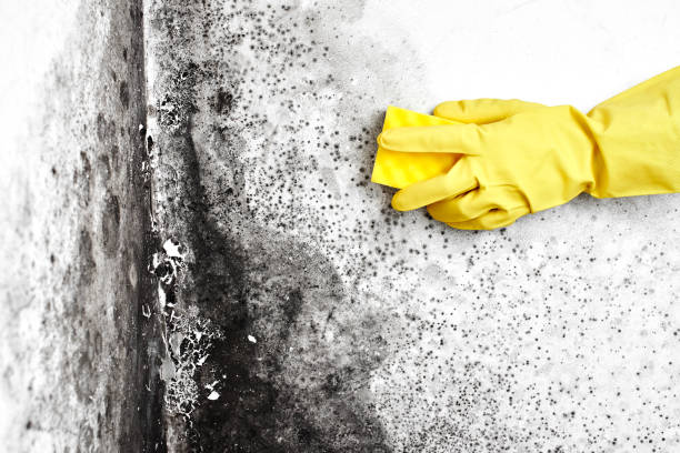 Best Black Mold Remediation in West Falmouth, MA