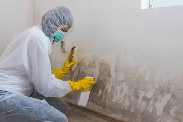 Best Preventive Mold Services in West Falmouth, MA