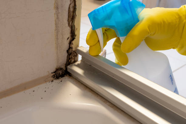 Best Emergency Mold Remediation in West Falmouth, MA