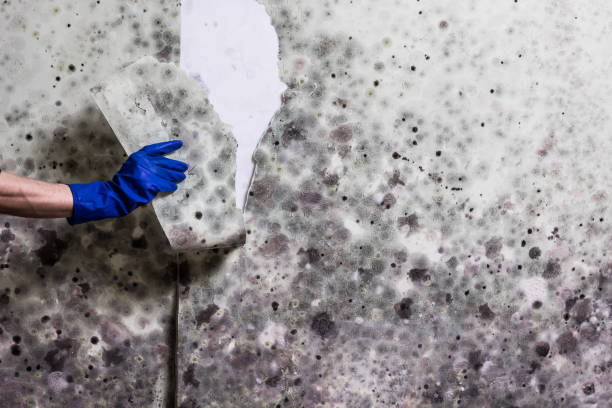 Best Health and Safety Mold Remediation in West Falmouth, MA